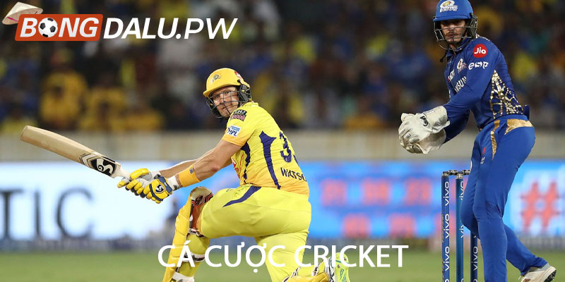 Cá cược cricket